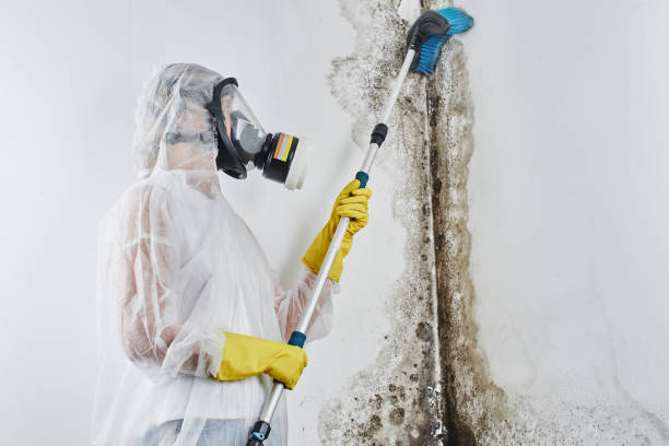 Best Residential Mold Remediation in Everett, WA