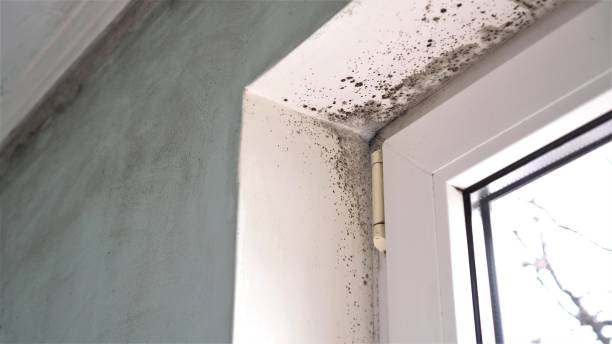 Best Mold Remediation for Specific Building Types in Everett, WA