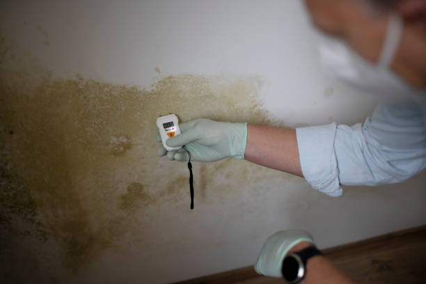 Best Insurance-Related Mold Remediation in Everett, WA