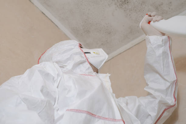 Best Black Mold Remediation in Everett, WA