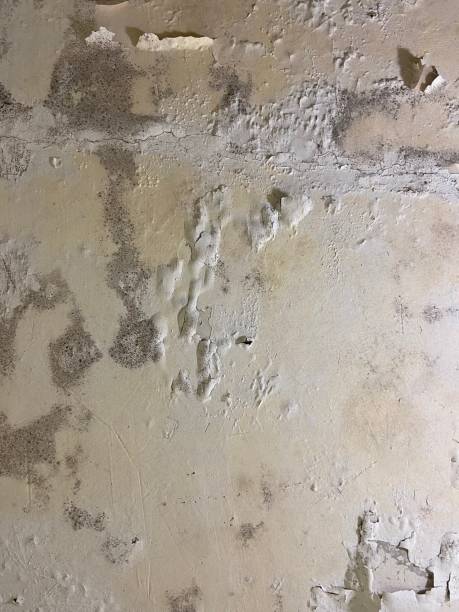 Best Mold Remediation for Specific Building Types in Everett, WA