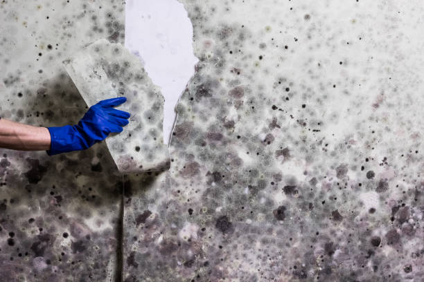 Professional Mold Remediation in Everett, WA