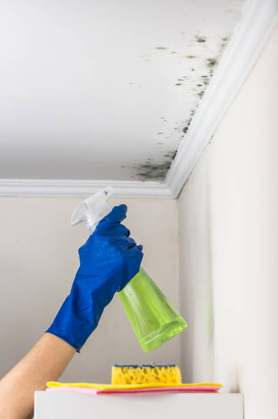 Best Kitchen Mold Remediation in Everett, WA